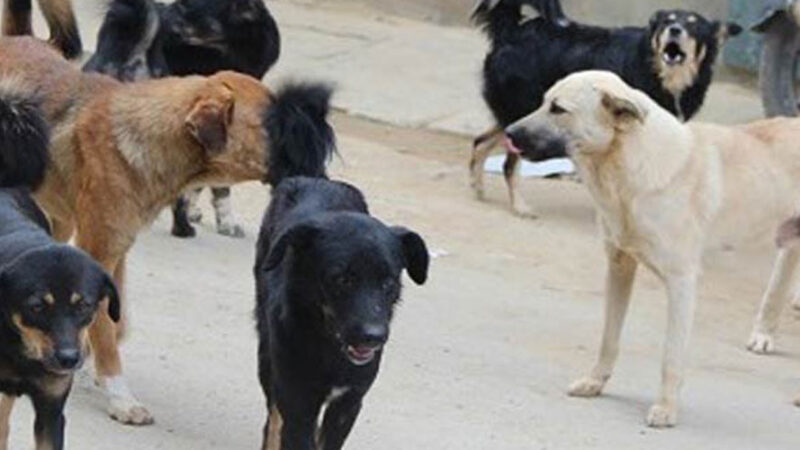 कुकुरमा ‘डिस्टेम्पर’ रोग, सचेत रहन आग्रह