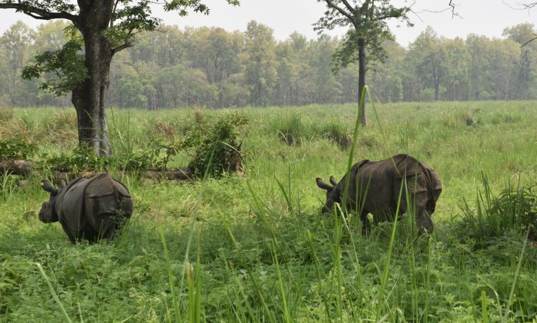 दुई भाले गैँडाको आन्तरिक स्थानान्तरण दुई भाले गैँडाको आन्तरिक स्थानान्तरण