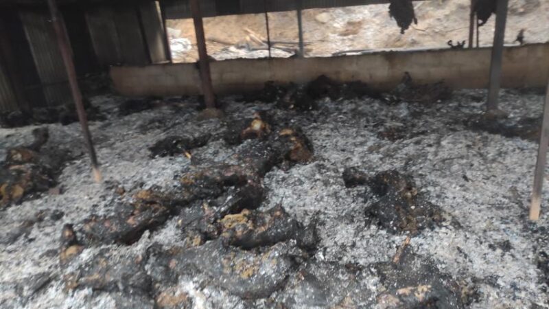 साँगाचोक देउराली लप्से बाख्रा फार्ममा आगलागी हुँदा २४० बाख्रा जलेर मरे साँगाचोक देउराली लप्से बाख्रा फार्ममा आगलागी हुँदा २४० बाख्रा जलेर मरे