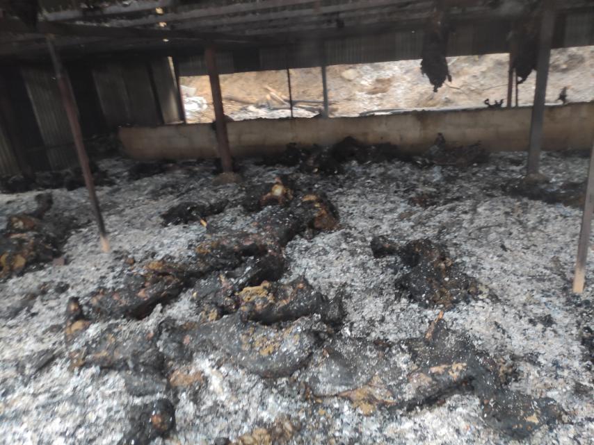 साँगाचोक देउराली लप्से बाख्रा फार्ममा आगलागी हुँदा २४० बाख्रा जलेर मरे साँगाचोक देउराली लप्से बाख्रा फार्ममा आगलागी हुँदा २४० बाख्रा जलेर मरे