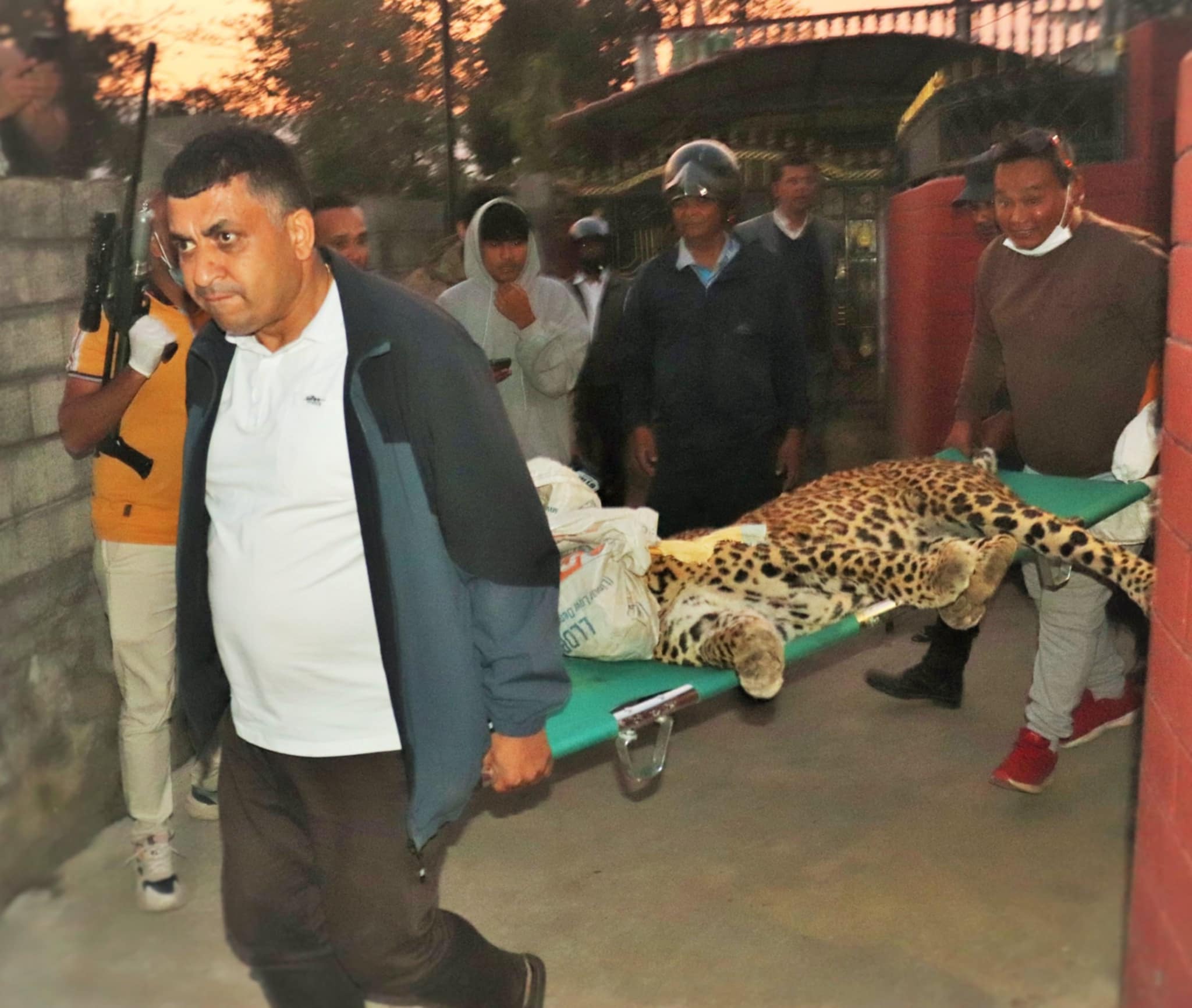पोखरामा घरको कम्पाउन्डभित्र बाघ भेटियो, सफल उद्दार पोखरामा घरको कम्पाउन्डभित्र बाघ भेटियो, सफल उद्दार