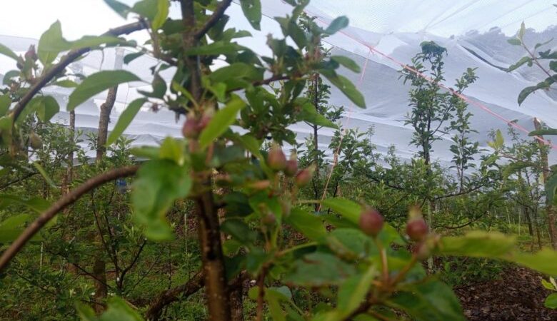 थबाङमा हुर्किँदै १८ प्रजातिका ४५ हजार स्याउका बिरुवा