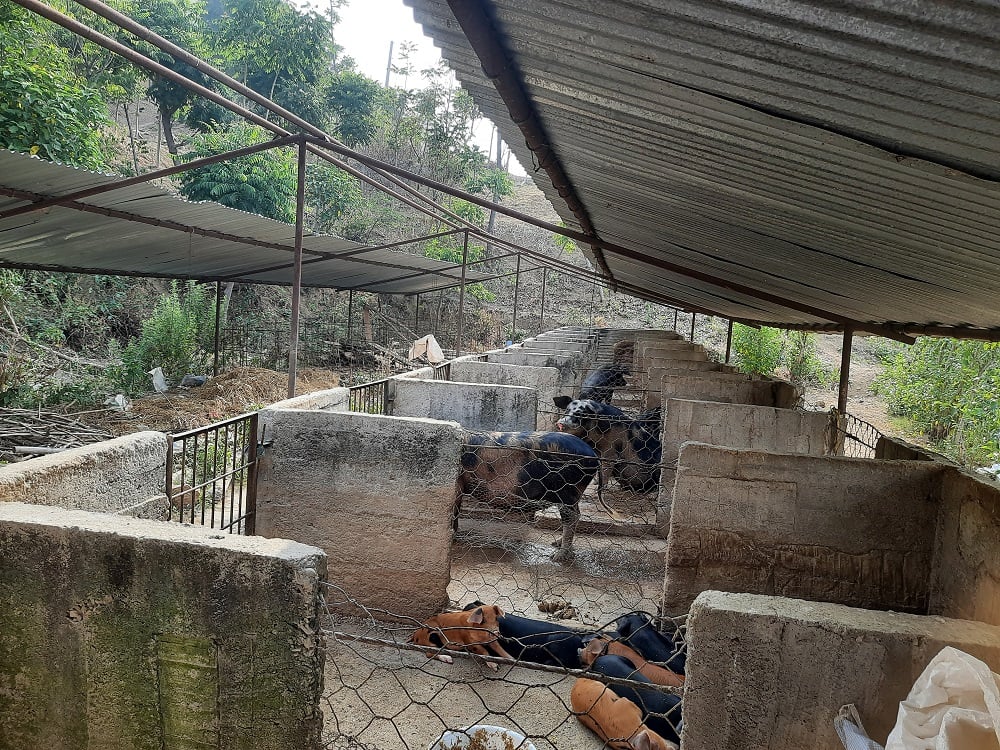 अफ्रिकन स्वाइन फिभरका कारण ३६ बङ्गुरको मृत्यु अफ्रिकन स्वाइन फिभरका कारण ३६ बङ्गुरको मृत्यु