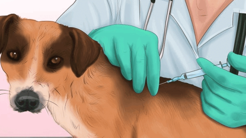 बैतडीमा रेबिजविरुद्ध खोप अभाव « रिपोर्टर्स नेपाल