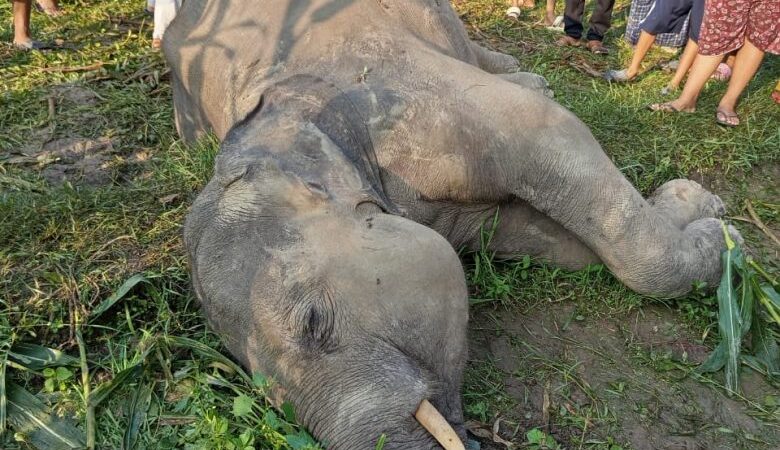 कोशीमा हात्तीको आक्रमण बढ्दो, बिद्युतीय धरापमा परेर २ हात्ती मरे