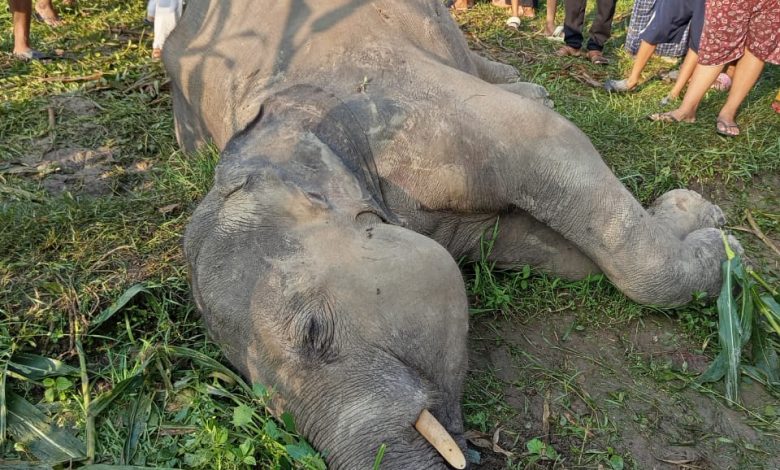कोशीमा हात्तीको आक्रमण बढ्दो, बिद्युतीय धरापमा परेर २ हात्ती मरे कोशीमा हात्तीको आक्रमण बढ्दो, बिद्युतीय धरापमा परेर २ हात्ती मरे
