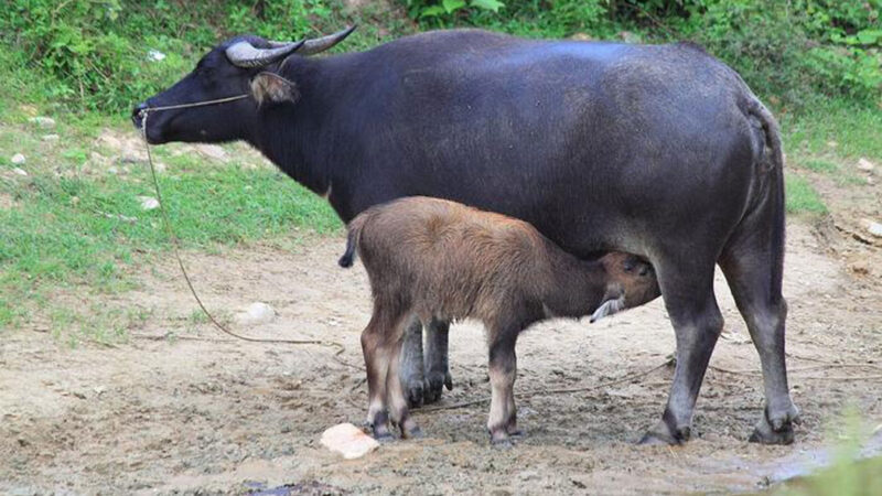 पशुमा बढ्यो बाँझोपनको समस्या