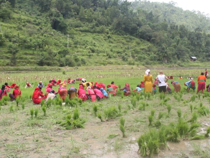 गुल्मीको सिस्तुङमा एकै दिन सय रोपनीमा धान रोपाइँ (तस्वीरहरु)