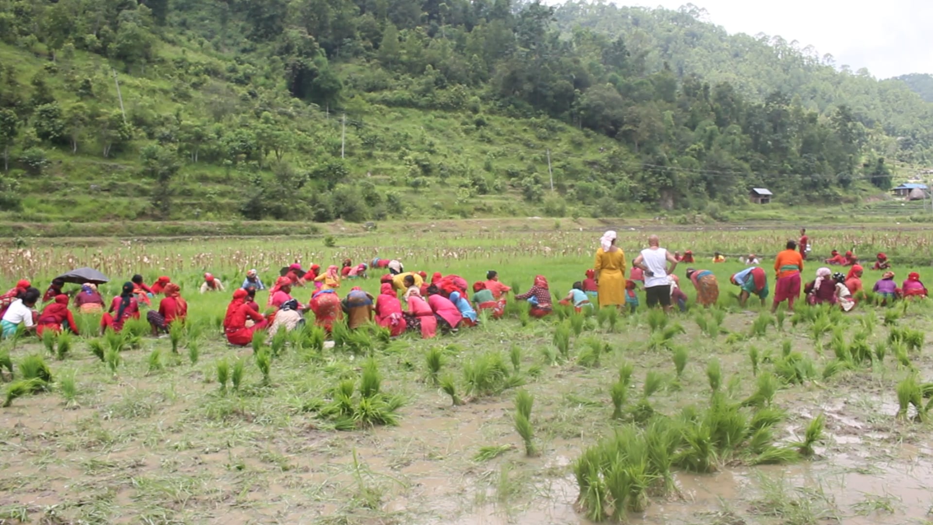 गुल्मीको सिस्तुङमा एकै दिन सय रोपनीमा धान रोपाइँ (तस्वीरहरु) गुल्मीको सिस्तुङमा एकै दिन सय रोपनीमा धान रोपाइँ (तस्वीरहरु)