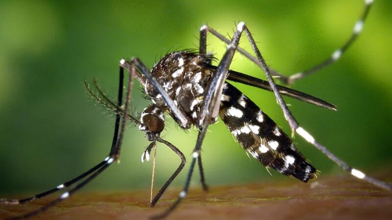 जापानिज इन्सेफलाइटिसबाट १०३ सङ्क्रमति « रिपोर्टर्स नेपाल