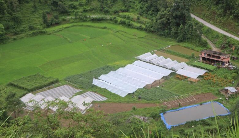 गुल्मीमा १२१ हेक्टर क्षेत्रफलमा चक्लाबन्दी प्रणालीमा खेती