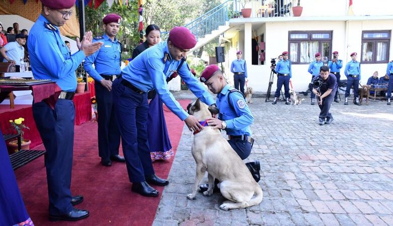 नेपाल प्रहरी केनाइन कार्यालयमा कुकुर पूजा, ‘टाइगर’ कुकुर पुरस्कृत