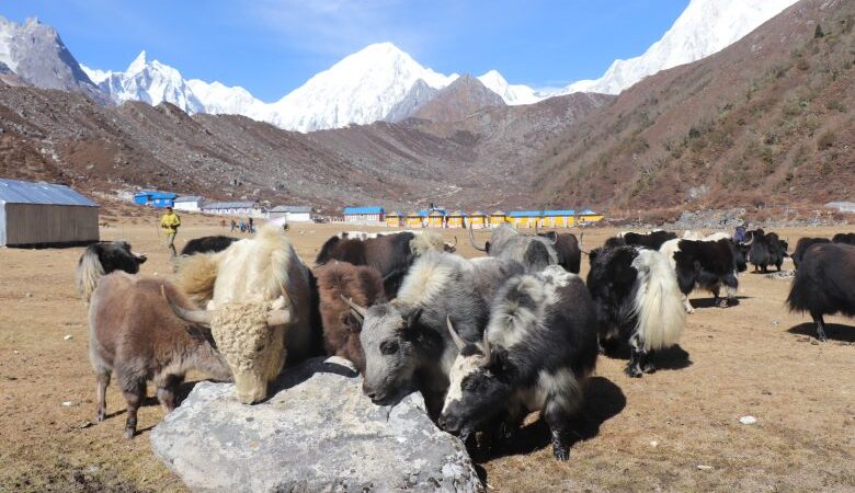 लेकका खर्कबाट घरआँगनमा झारिए याकचौरी