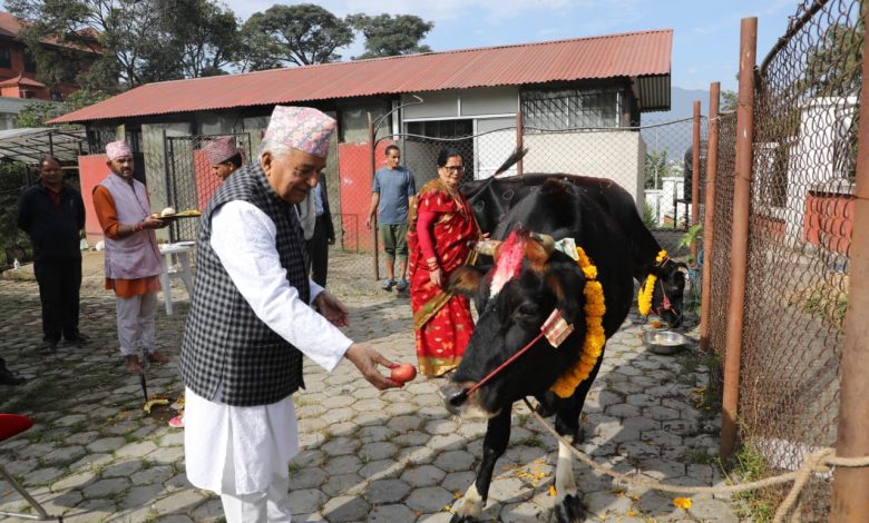 राष्ट्रपति पौडेलद्वारा गाई पूजा राष्ट्रपति पौडेलद्वारा गाई पूजा