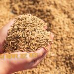 आजदेखि कञ्चनपुरमा धान खरिद गरिदै आजदेखि कञ्चनपुरमा धान खरिद गरिदै