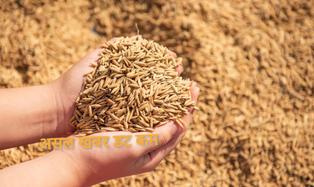 आजदेखि कञ्चनपुरमा धान खरिद गरिदै