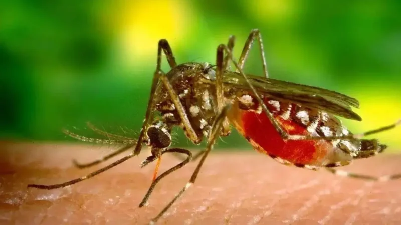 तनहुँमा दोस्रो व्यक्तिमा मलेरियाको सङ्क्रमण तनहुँमा दोस्रो व्यक्तिमा मलेरियाको सङ्क्रमण