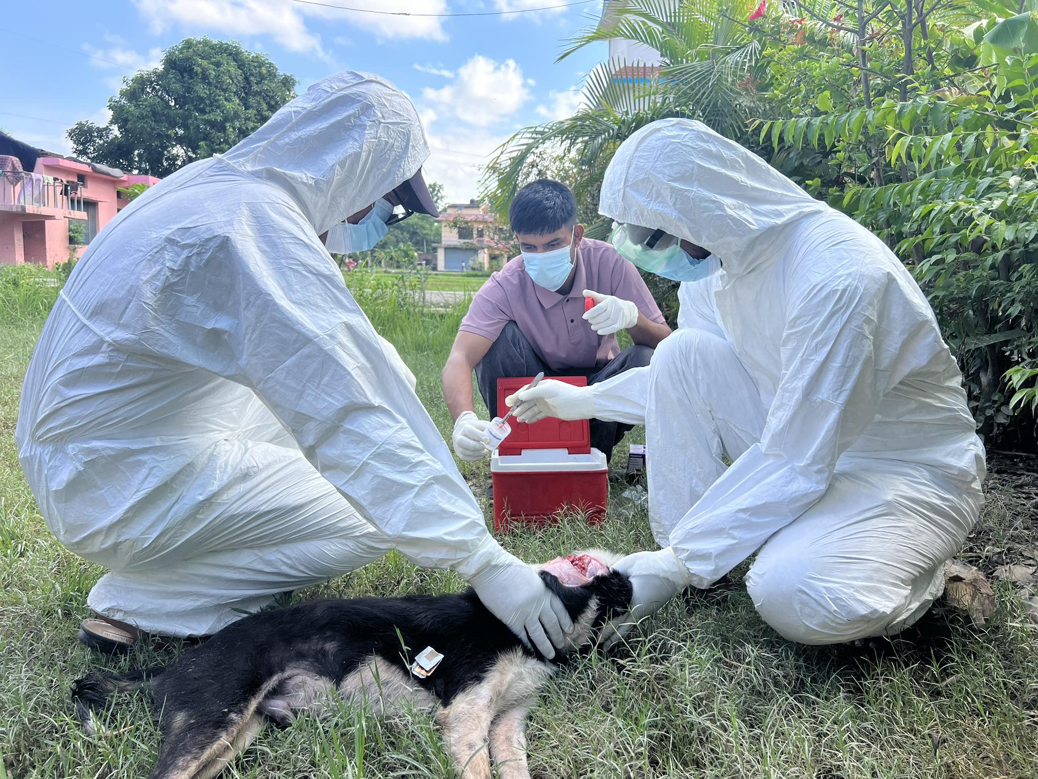 सुदूरपश्चिममा रेबिज सङ्क्रमणको चुनौती बढ्दो