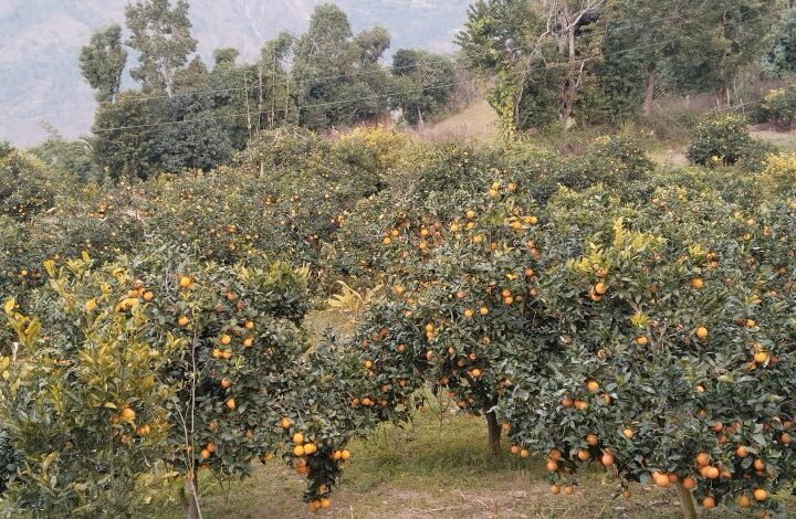 मूल्य पाइने आशामा बोटमै जुनार