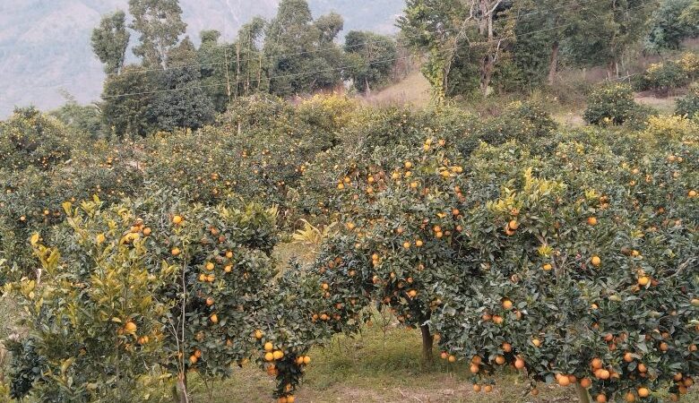 मूल्य पाइने आशामा बोटमै जुनार