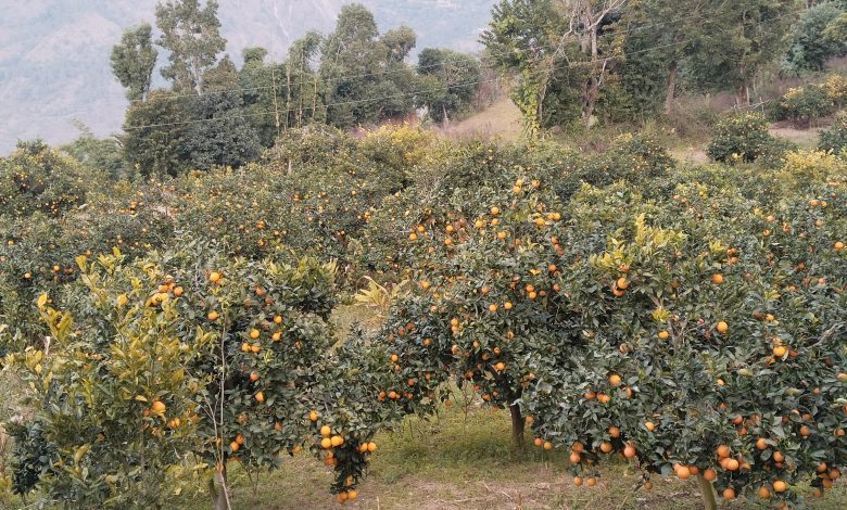 मूल्य पाइने आशामा बोटमै जुनार