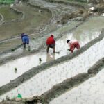 झापामा चैते धान रोपाइँ सुरु झापामा चैते धान रोपाइँ सुरु