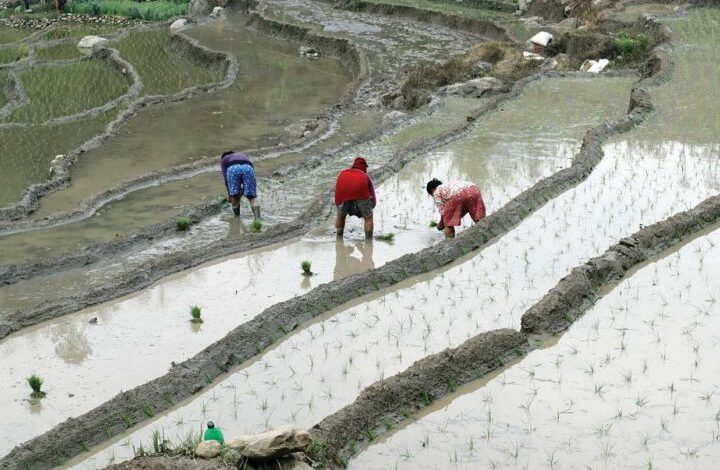 झापामा चैते धान रोपाइँ सुरु
