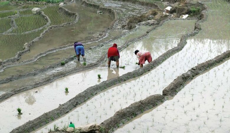 झापामा चैते धान रोपाइँ सुरु झापामा चैते धान रोपाइँ सुरु
