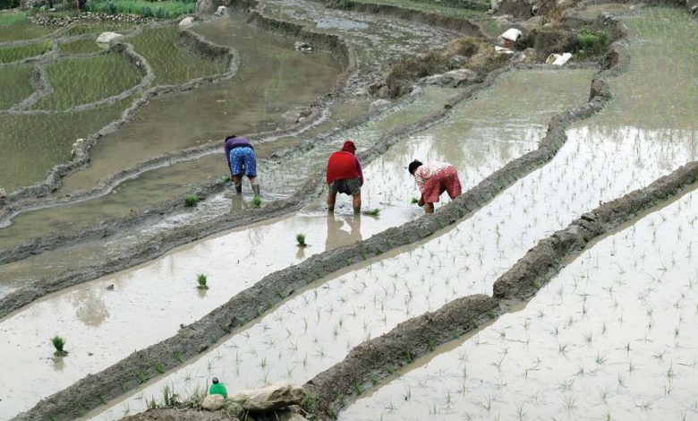 झापामा चैते धान रोपाइँ सुरु झापामा चैते धान रोपाइँ सुरु