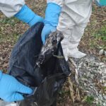 कीर्तिपुरमा ६८ काग मृत फेला, बर्डफ्लु संक्रमण पुष्टि