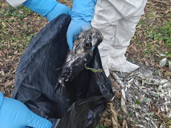 कीर्तिपुरमा ६८ काग मृत फेला, बर्डफ्लु संक्रमण पुष्टि