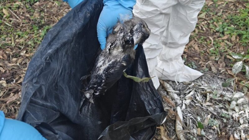 कीर्तिपुरमा ६८ काग मृत फेला, बर्डफ्लु संक्रमण पुष्टि