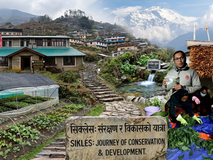 सिक्लेसमा संरक्षण र समृद्धिको नयाँ मोडेलमा ACAP