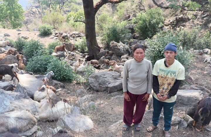 घुम्तीगोठमा बाख्रा पालेर स्वरोजगार र आत्मनिर्भर