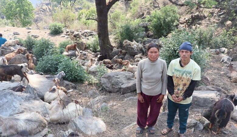 घुम्तीगोठमा बाख्रा पालेर स्वरोजगार र आत्मनिर्भर