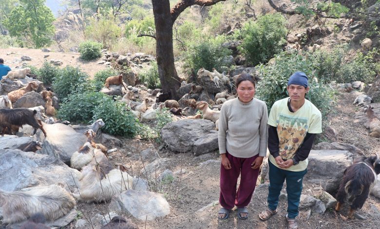 घुम्तीगोठमा बाख्रा पालेर स्वरोजगार र आत्मनिर्भर