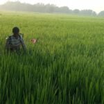 धानबालीमा रोग–कीराको समस्या ः किसान चिन्तित