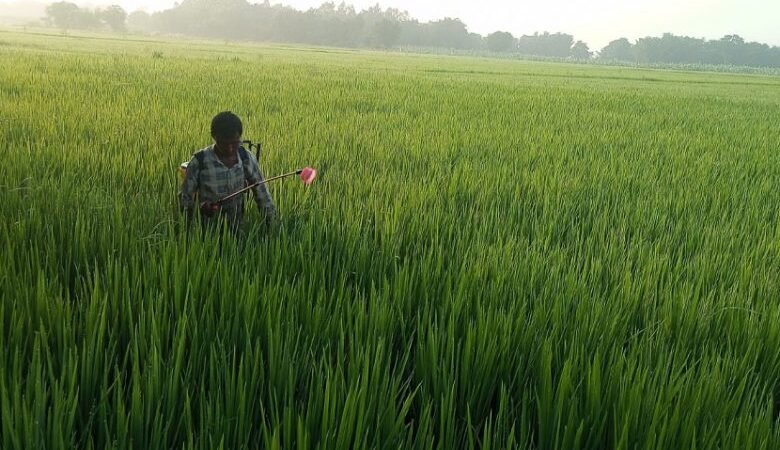 धानबालीमा रोग–कीराको समस्या ः किसान चिन्तित धानबालीमा रोग–कीराको समस्या ः किसान चिन्तित