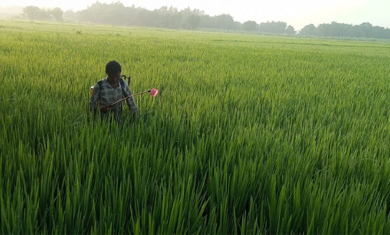 धानबालीमा रोग–कीराको समस्या ः किसान चिन्तित