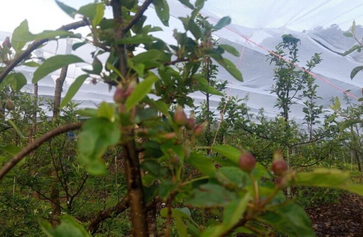 थबाङमा हुर्किँदै १८ प्रजातिका ४५ हजार स्याउका बिरुवा